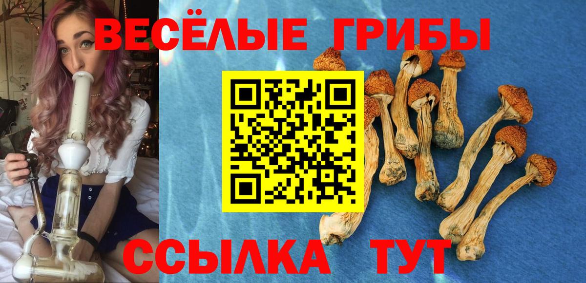 Псилоцибиновые грибы прущие грибы  Вход с VPN  Новозыбков 